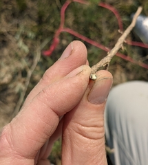 Comandra umbellata pallida