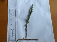 Comandra umbellata pallida