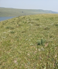 Comandra umbellata pallida