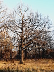 Quercus robur