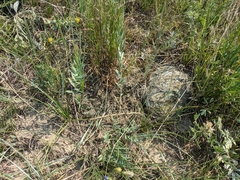 Comandra umbellata pallida