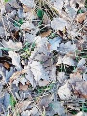 Quercus robur