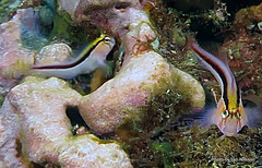 Parablennius laticlavius