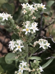Oreocarya suffruticosa