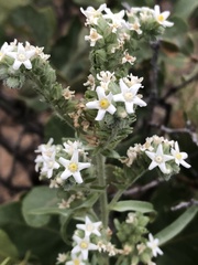 Oreocarya suffruticosa