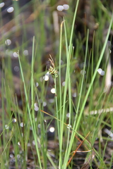 Carex limosa