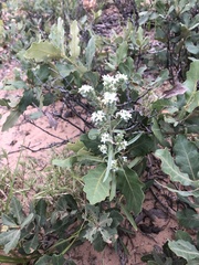 Oreocarya suffruticosa