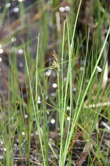 Carex limosa