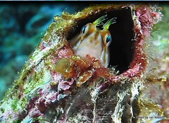 Parablennius laticlavius