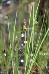 Carex limosa