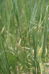 Carex tenuiflora