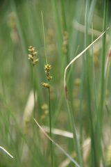 Carex tenuiflora