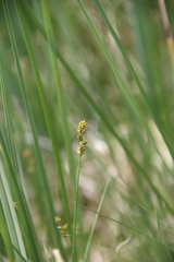 Carex tenuiflora