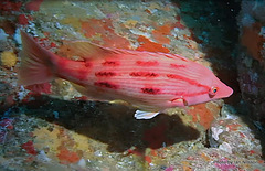 Bodianus unimaculatus