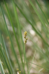 Carex tenuiflora
