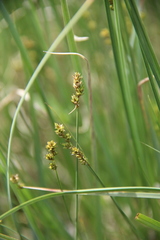Carex tenuiflora