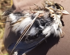 Ammodramus savannarum