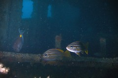 Parapristipoma octolineatum