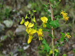 Tropaeolum peregrinum