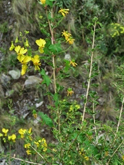 Tropaeolum peregrinum