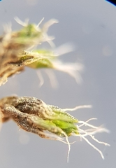 Coscinodon cribrosus