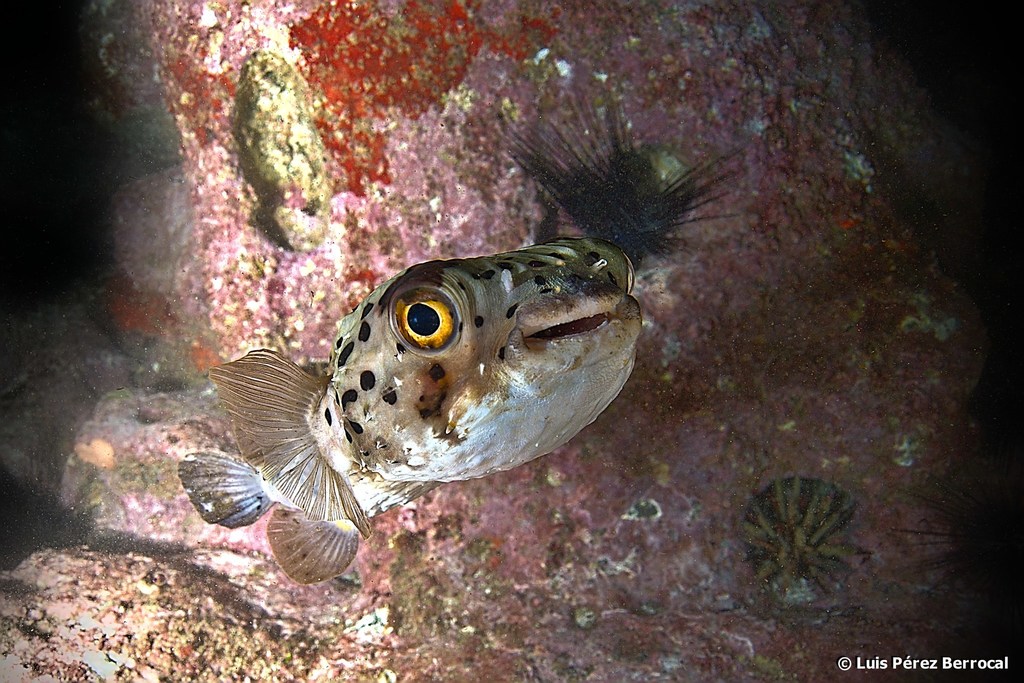 Longspined Porcupinefish (A Guide To North Carolina's Marine Life ...