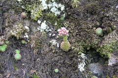 Prometheum pilosum