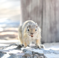 Paraxerus cepapi phalaena