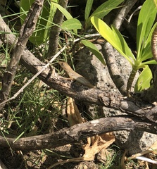 Anolis grahami