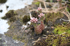 Prometheum pilosum