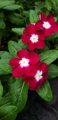Catharanthus roseus