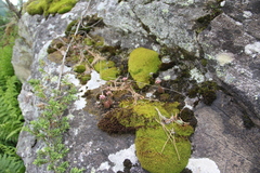 Prometheum pilosum