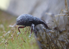 Cyrtobagous salviniae