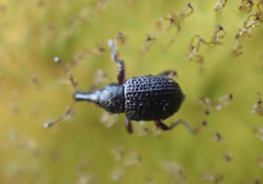 Cyrtobagous salviniae