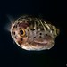 Longspined Porcupinefish - Photo (c) Luis Pérez Berrocal, some rights reserved (CC BY-NC), uploaded by Luis Pérez Berrocal