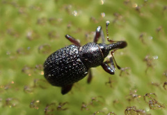 Cyrtobagous salviniae