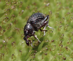 Cyrtobagous salviniae