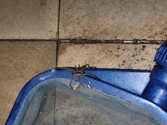 Lycosa erythrognatha