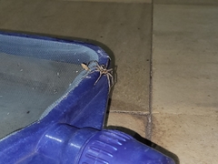 Lycosa erythrognatha