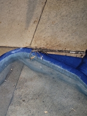 Lycosa erythrognatha