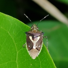 Mormidea ypsilon