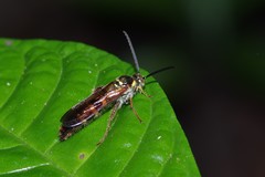 Xanthocampsomeris fulvohirta