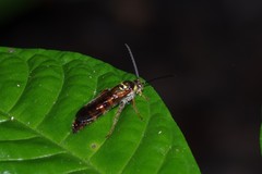 Xanthocampsomeris fulvohirta
