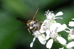 Xanthocampsomeris fulvohirta