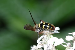 Xanthocampsomeris fulvohirta