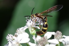 Xanthocampsomeris fulvohirta