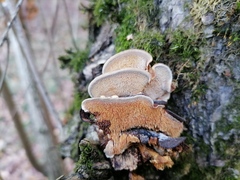 Metuloidea murashkinskyi