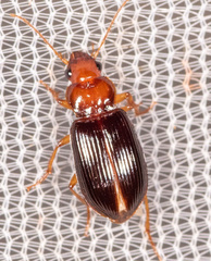 Trichotichnus vulpeculus