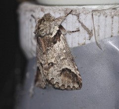 Antithemerastis acrobela