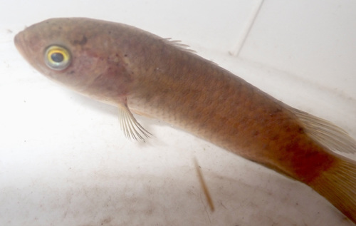 Manyspined ctenopoma (Ctenopoma multispine) — Anabantidae — 4
